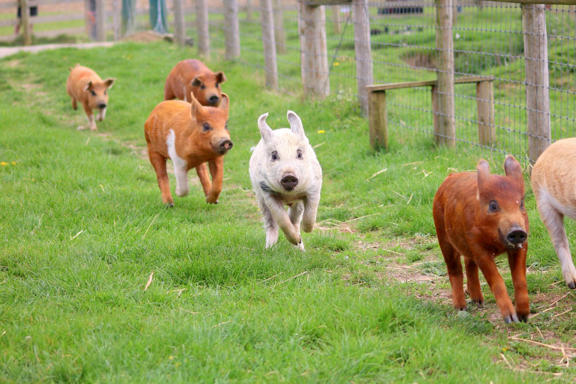 pigs running on green grass near a fence Choosing the Right Pig Breed for your Homestead