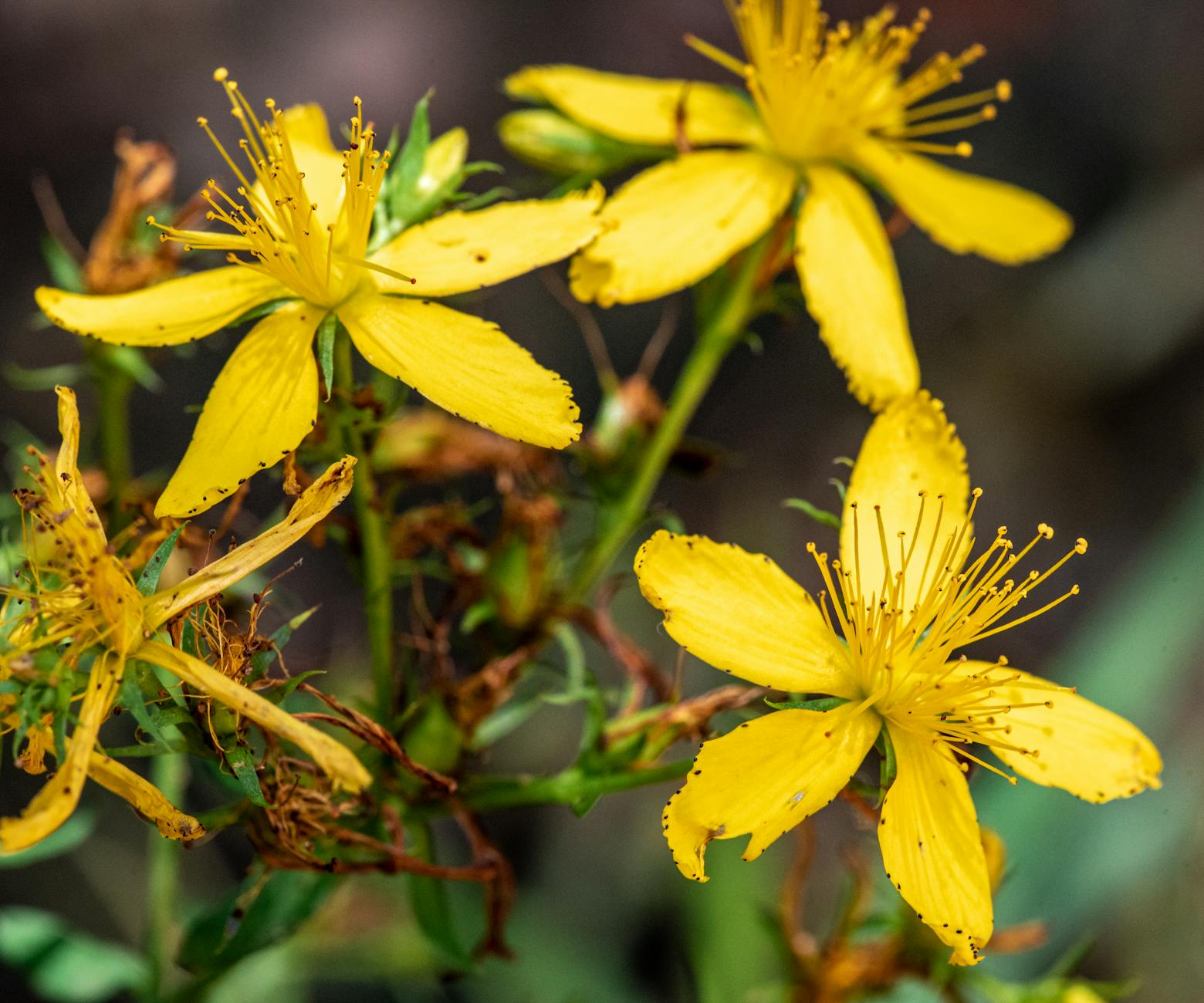 closeup of vibrant yellow st john s wort flowers Happy Tea: Uplifting Herbs for the Winter Blues