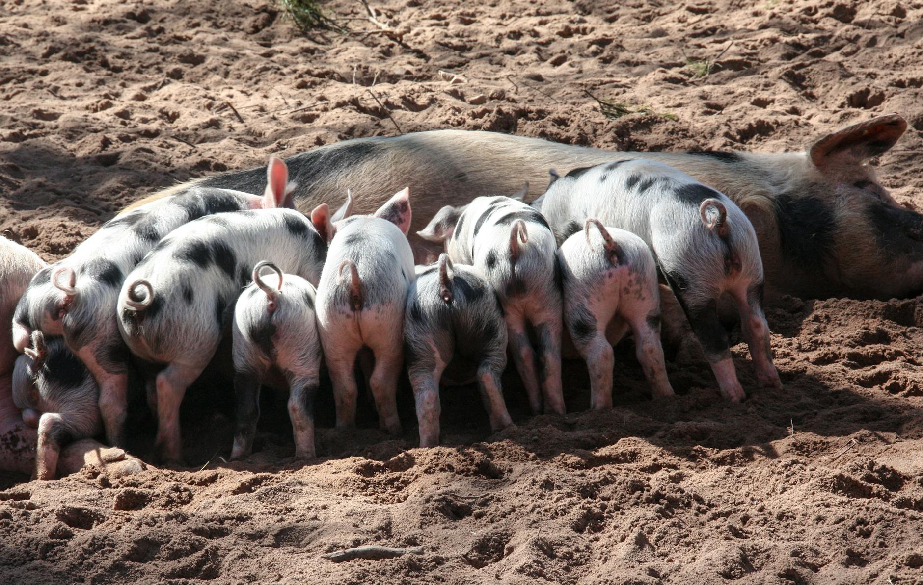 black and white pig feeding her piglets Choosing the Right Pig Breed for your Homestead