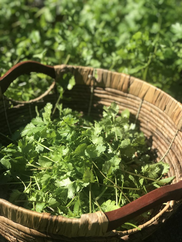 How to Harvest Cilantro How to Harvest, Dry and Cure Cilantro