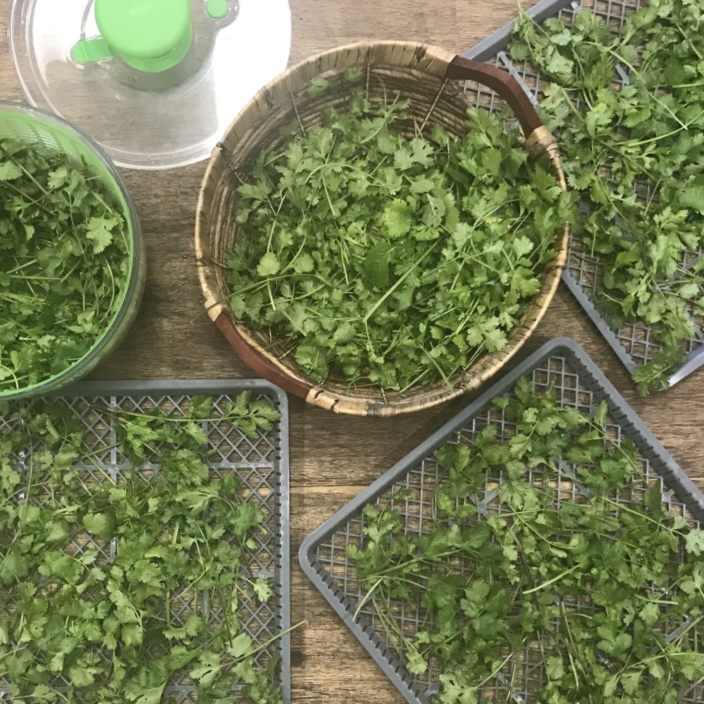 How to Harvest, Dry and Cure Cilantro
