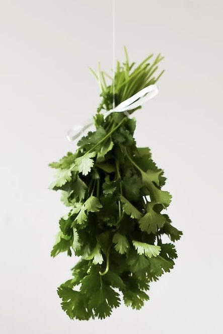 How to Harvest, Dry and Cure Cilantro