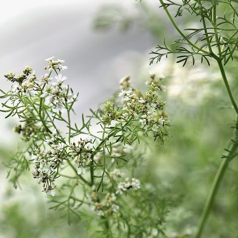 Cilantro/Corinader Plant How to Harvest, Dry and Cure Cilantro