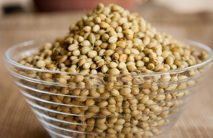 Coriander Seeds How to Harvest, Dry and Cure Cilantro