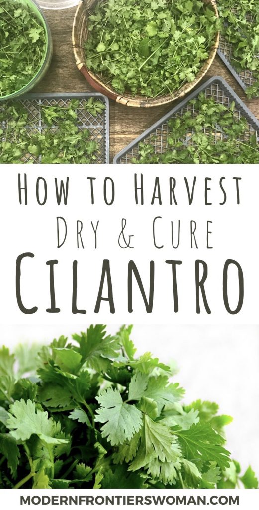 How to Harvest, Dry and Cure Cilantro