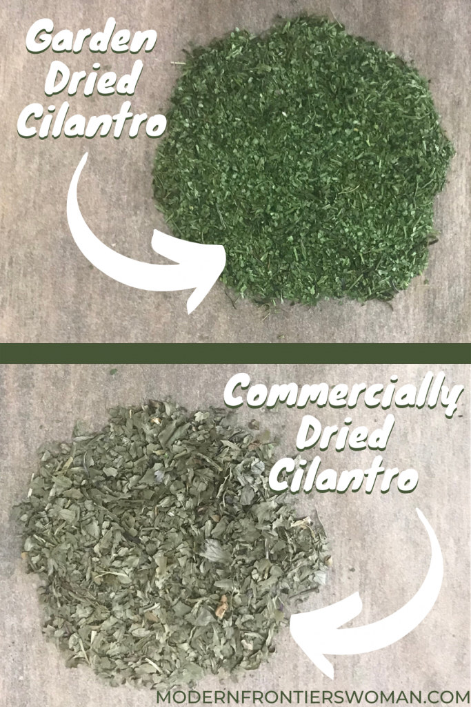 Garden vs commercially Dried Cilantro How to Harvest, Dry and Cure Cilantro