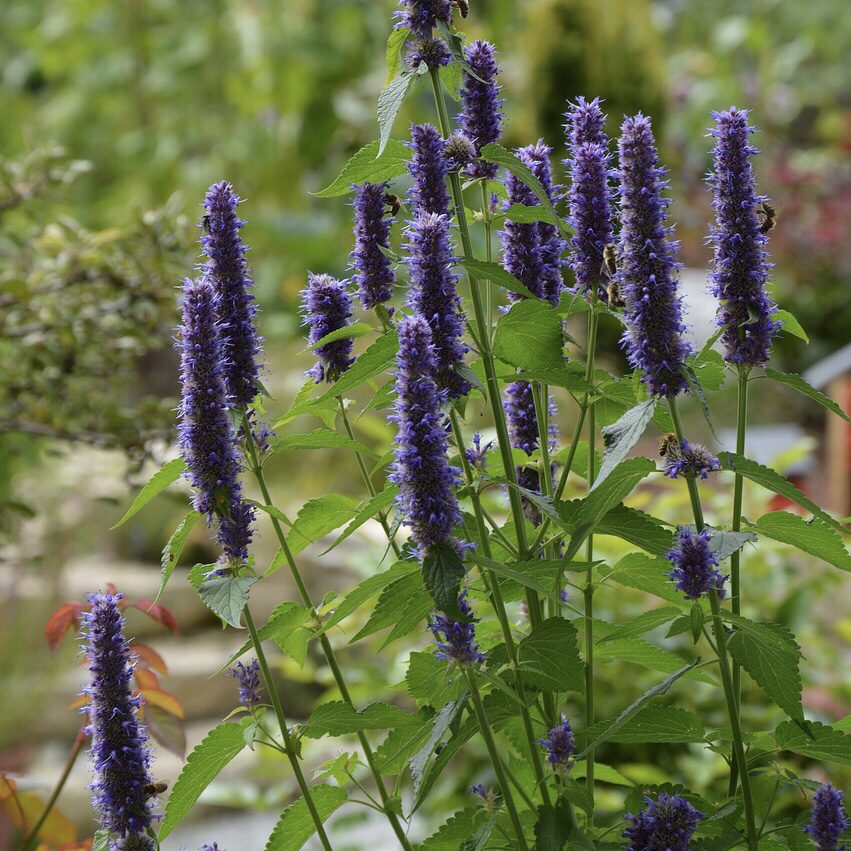 Agastache  20 perennial flowers that bloom all summer