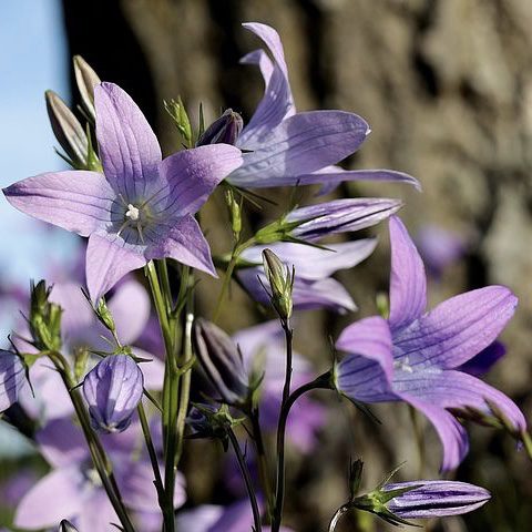Bellflower 20 perennial flowers that bloom all summer