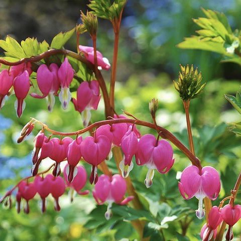 Bleeding Heart 20 perennial flowers that bloom all summer