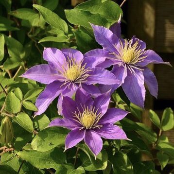 Clematis 20 perennial flowers that bloom all summer