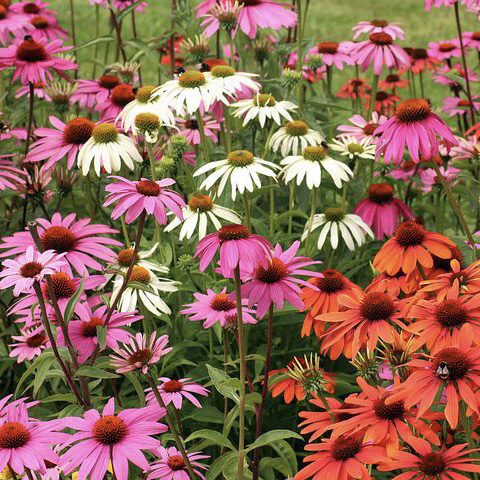 Coneflower 20 perennial flowers that bloom all summer