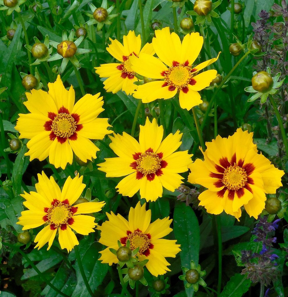 Tickseed 20 perennial flowers that bloom all summer