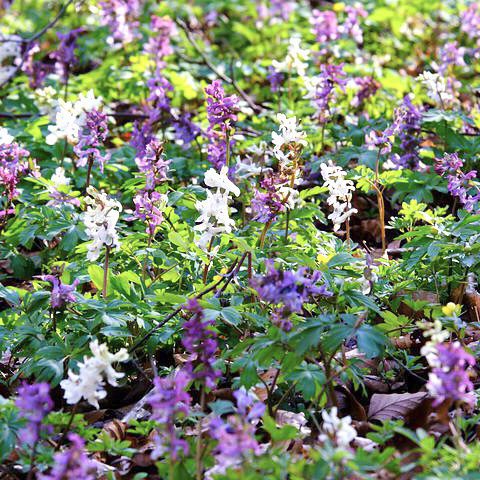 Corydalis 20 perennial flowers that bloom all summer