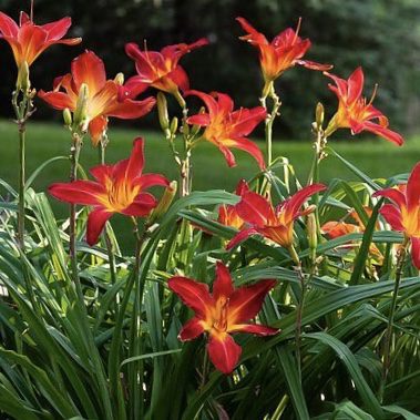 Daylilly 20 perennial flowers that bloom all summer
