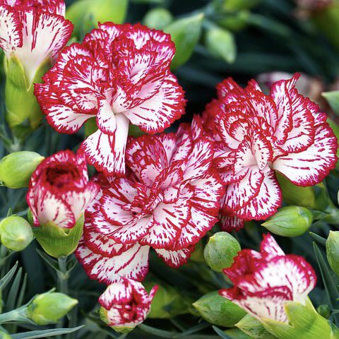 Dianthus 20 perennial flowers that bloom all summer