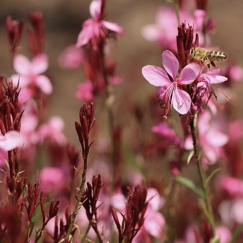 Gaura 20 perennial flowers that bloom all summer