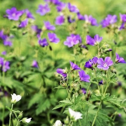 Geranium 20 perennial flowers that bloom all summer