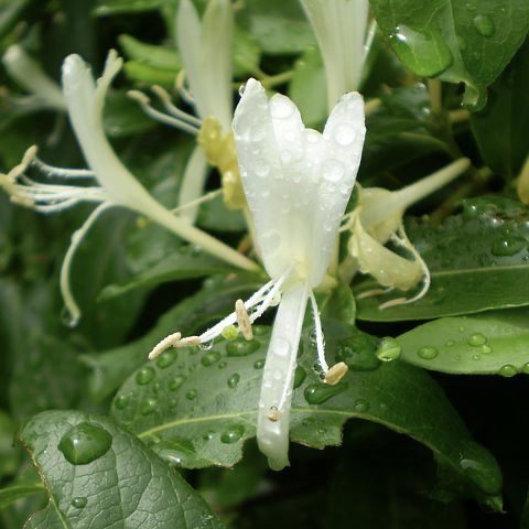 Honeysuckle 20 perennial flowers that bloom all summer