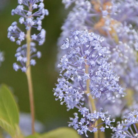 Milkweed 20 perennial flowers that bloom all summer