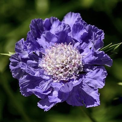 Pincushion 20 perennial flowers that bloom all summer