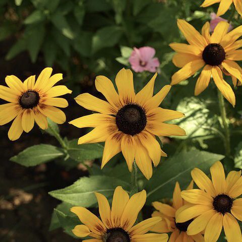 Rudbeckia  20 perennial flowers that bloom all summer