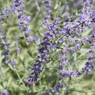 Russian Sage 20 perennial flowers that bloom all summer
