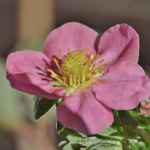 Ornamental Strawberry 20 perennial flowers that bloom all summer