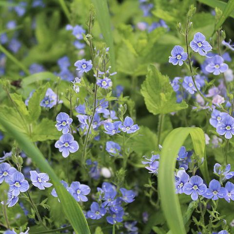 Veronica 20 perennial flowers that bloom all summer