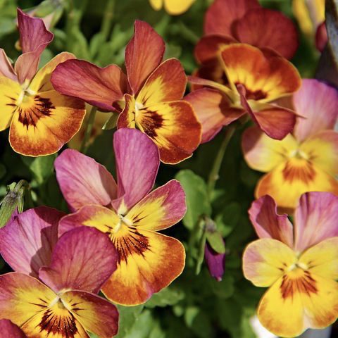 Viola 20 perennial flowers that bloom all summer