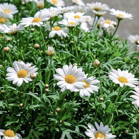 Daisy 20 perennial flowers that bloom all summer