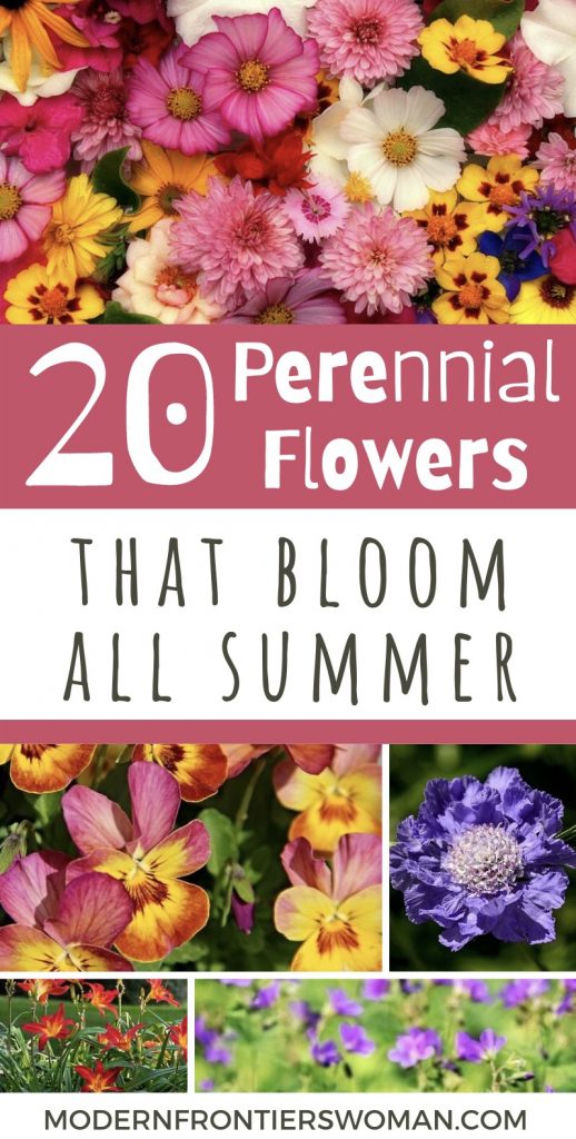 20 Perennial Flowers that Bloom all Summer