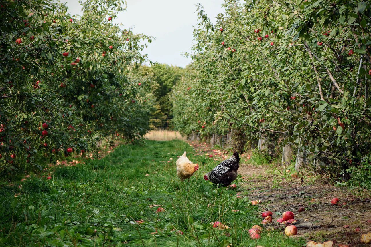 Building a Climate Victory Garden to Regenerate Soil