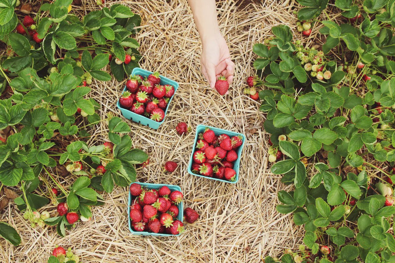 Building a Climate Victory Garden to Regenerate Soil