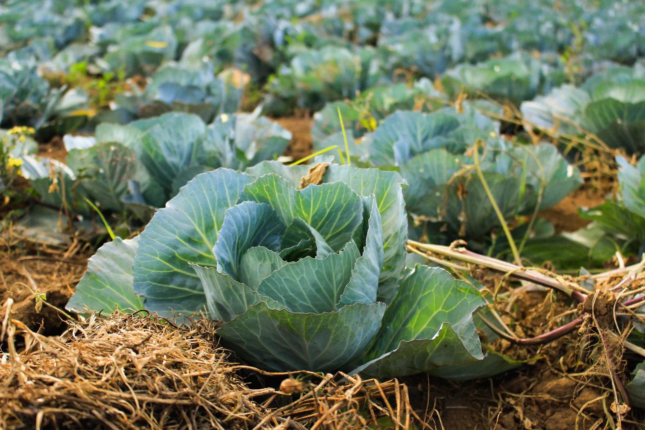 Building a Climate Victory Garden to Regenerate Soil
