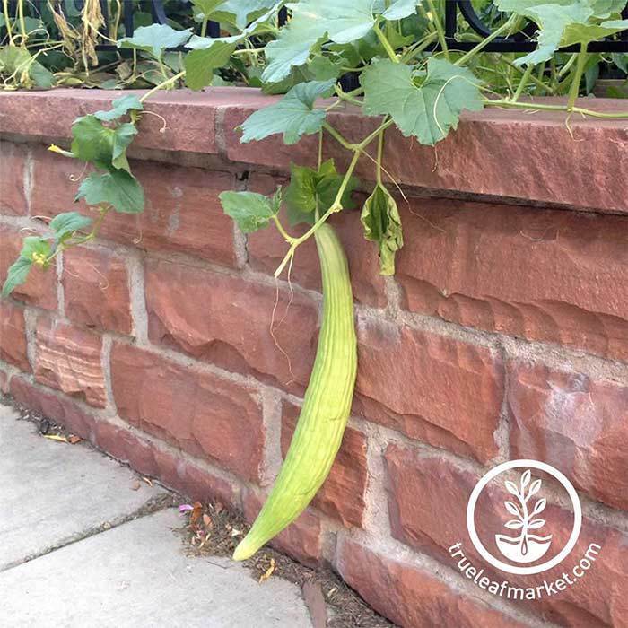 armenian cucumber grown 30 Unique Heirloom Vegetables for your Food Garden