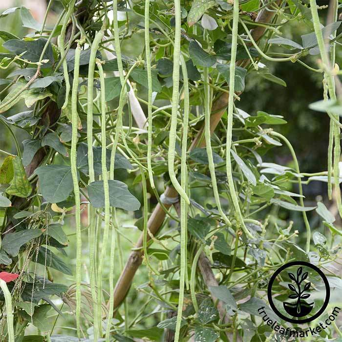 bean pole oriental yard long 30 Unique Heirloom Vegetables for your Food Garden