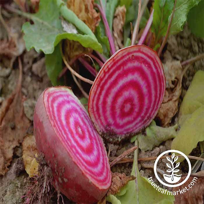 chioggia beet seeds 30 Unique Heirloom Vegetables for your Food Garden