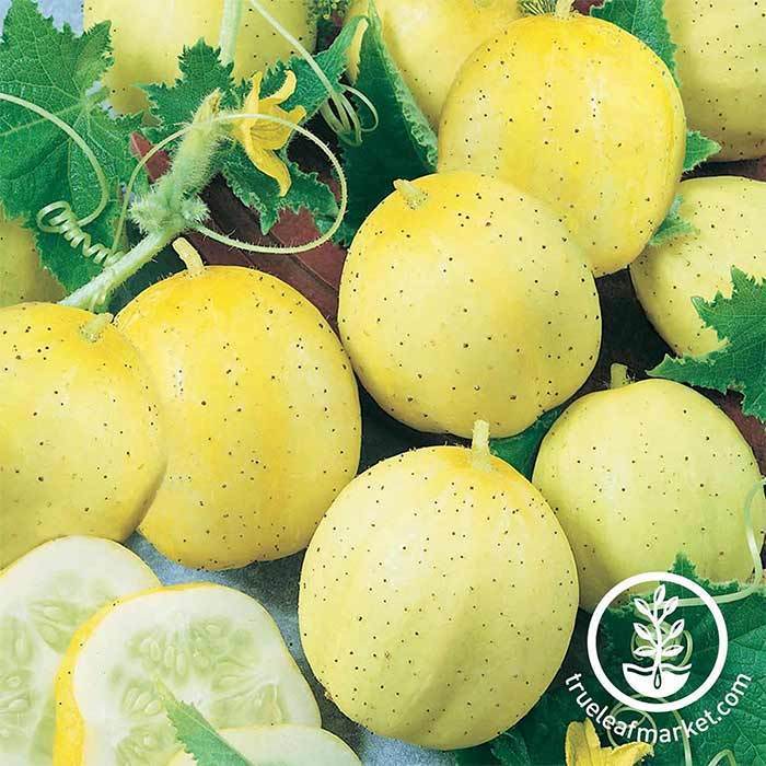 cucumber lemon seeds 30 Unique Heirloom Vegetables for your Food Garden