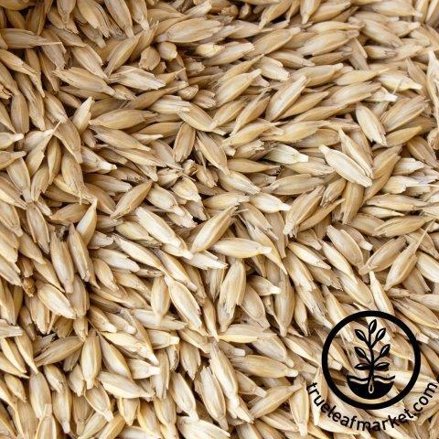 einkorn seeds wm 30 Unique Heirloom Vegetables for your Food Garden