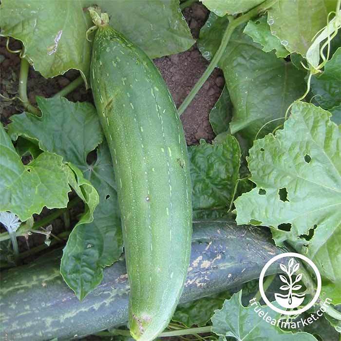 gourd luffa sponge seed 30 Unique Heirloom Vegetables for your Food Garden