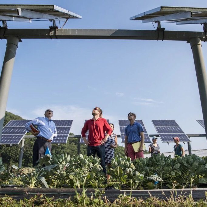 vegetables growing under solar panels