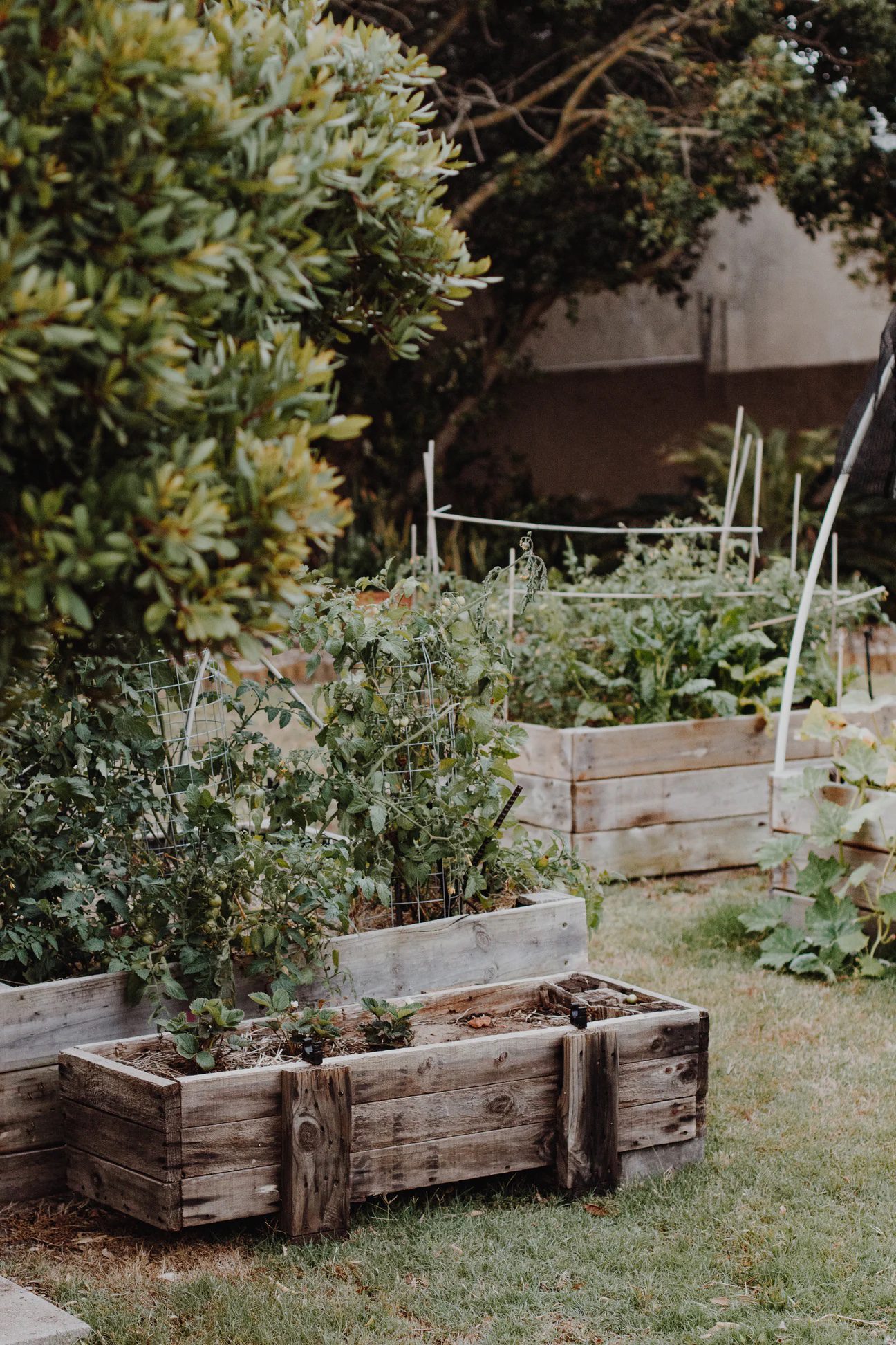 Building a Climate Victory Garden to Regenerate Soil
