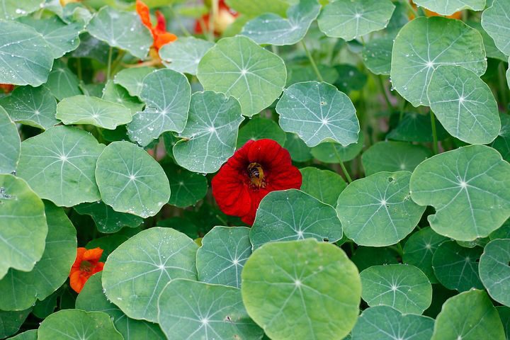 nasturtium flower