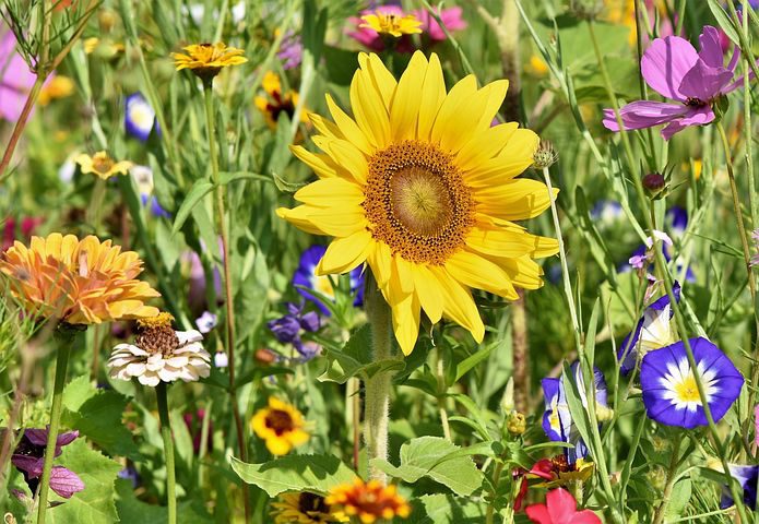 Cottage Garden Flowers