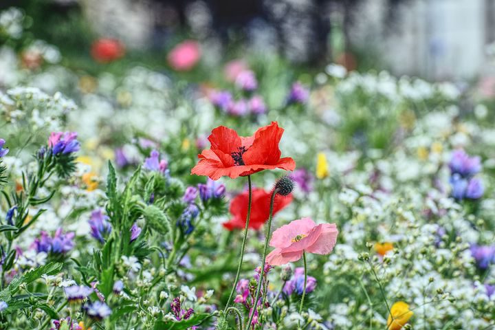 Poppies and Wildflowers