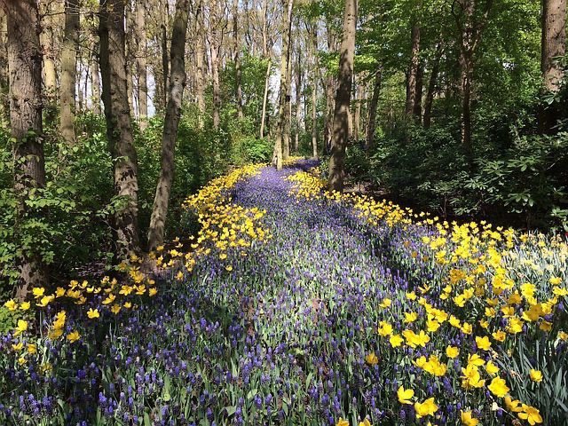 Wildflower Forest Path