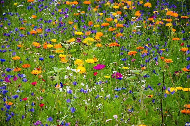 Wildflower Garden