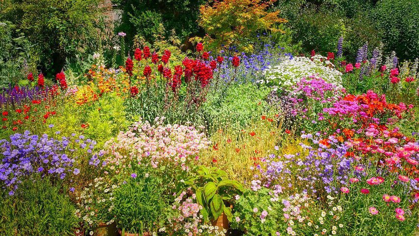Wildflower Cottage Garden Design