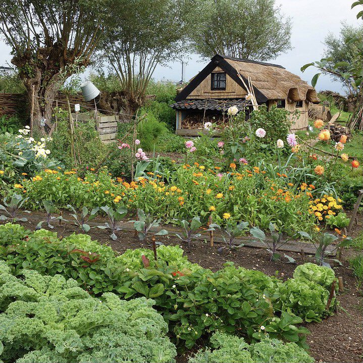 vegetable garden