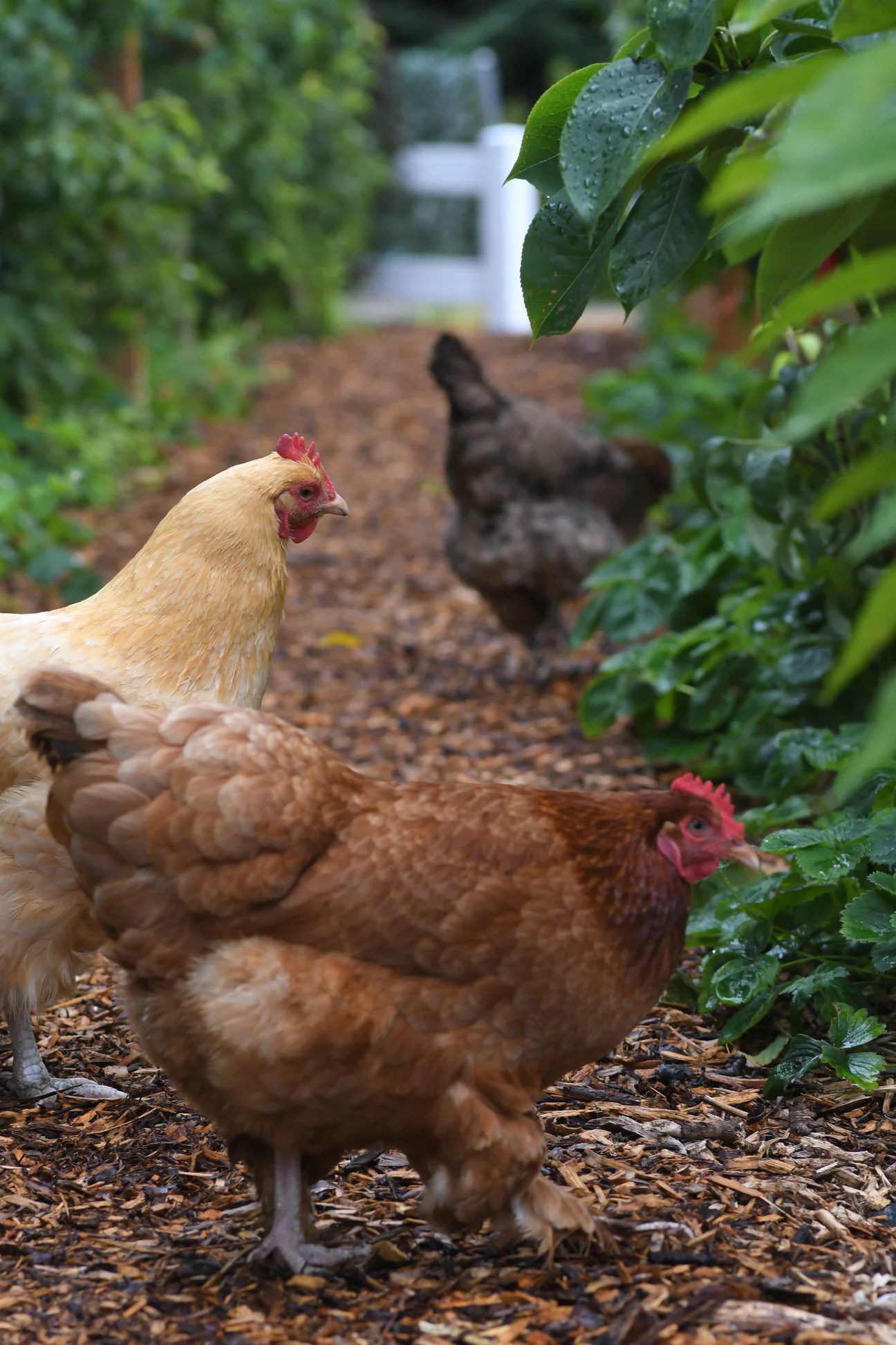Building a Climate Victory Garden to Regenerate Soil